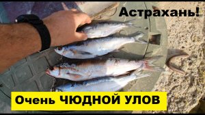 🔥Очень ЧУДНОЙ УЛОВ на ВОЛГЕ🔥 ...Астрахань-Апрель-202? г. !!!
