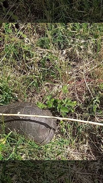 Черепашка. Спряталась и довольна