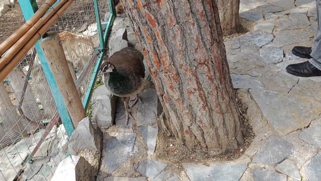 Контактный зоопарк Геленджика 2ч смотреть онлайн