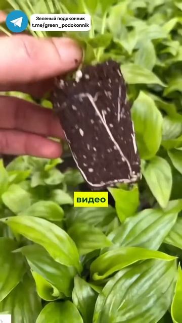 Вы неправильно ухаживаете за спатиком! #цветы #растени смотреть онлайн