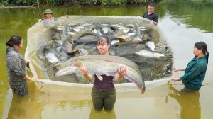 Harvest Lots Of Big Fish, Use 3-Wheeled Truck Transport Many Big Fish Goes To Market Sell