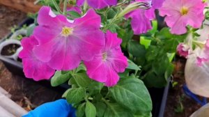 Петуния F2. Посеяла семена собранные с гибридов петунии, что выросло? Эксперимент с результатом.