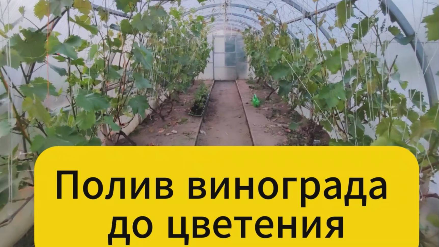 Полив винограда до цветения смотреть онлайн