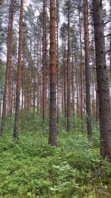 Ленинградская область, Санкт-Петербург смотреть онлайн