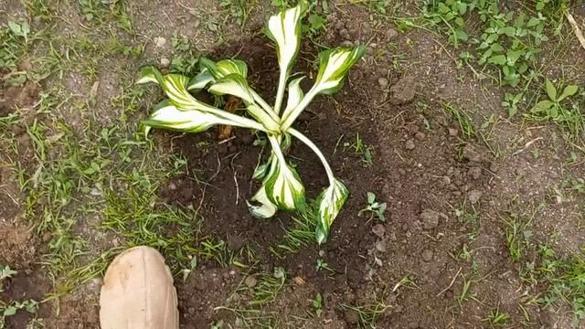 Мартин окучил картошку , уже пора сказал , новые жители в моем огороде . смотреть онлайн