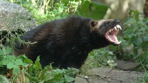 Оружие диких животных! Вооружены и опасны