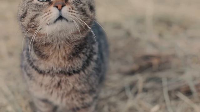 ФОТОГРАФ СПб / ВИДЕО | Снимаю в Санкт-Петербурге.Фото и смотреть онлайн