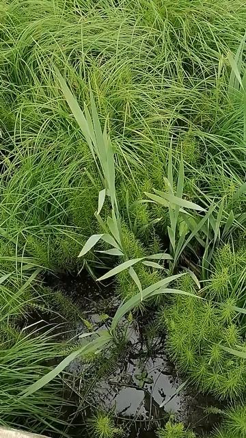 река кукшумка и природа завараживают смотреть онлайн