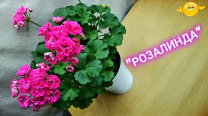 Пеларгония «Розалинда», розебудная