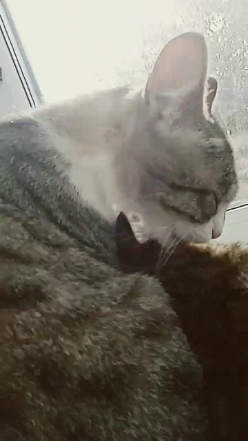 коты на подоконнике смотреть онлайн