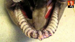 Плащеносная акула - Живой доисторический монстр. Увлекательные и пугающие факты-