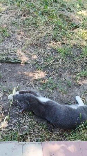 Кот на охоте