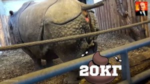 Носорог в деле. Носорог против Бегемота, Льва, Слона, Буйвола. Невероятные факты