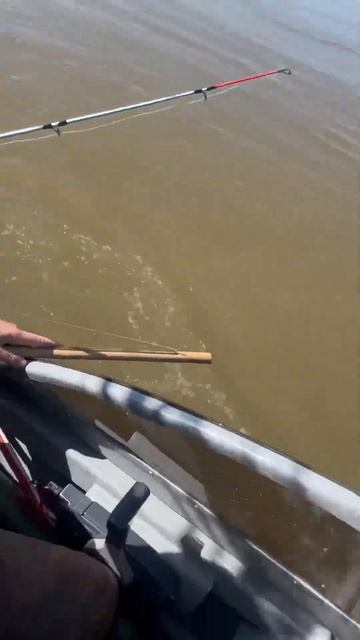 Есть жи есть!!!#подпишись #fishing #рыбалкаастрахань #судак смотреть онлайн