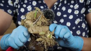 Как вырастить имбирь   сажаем правильно