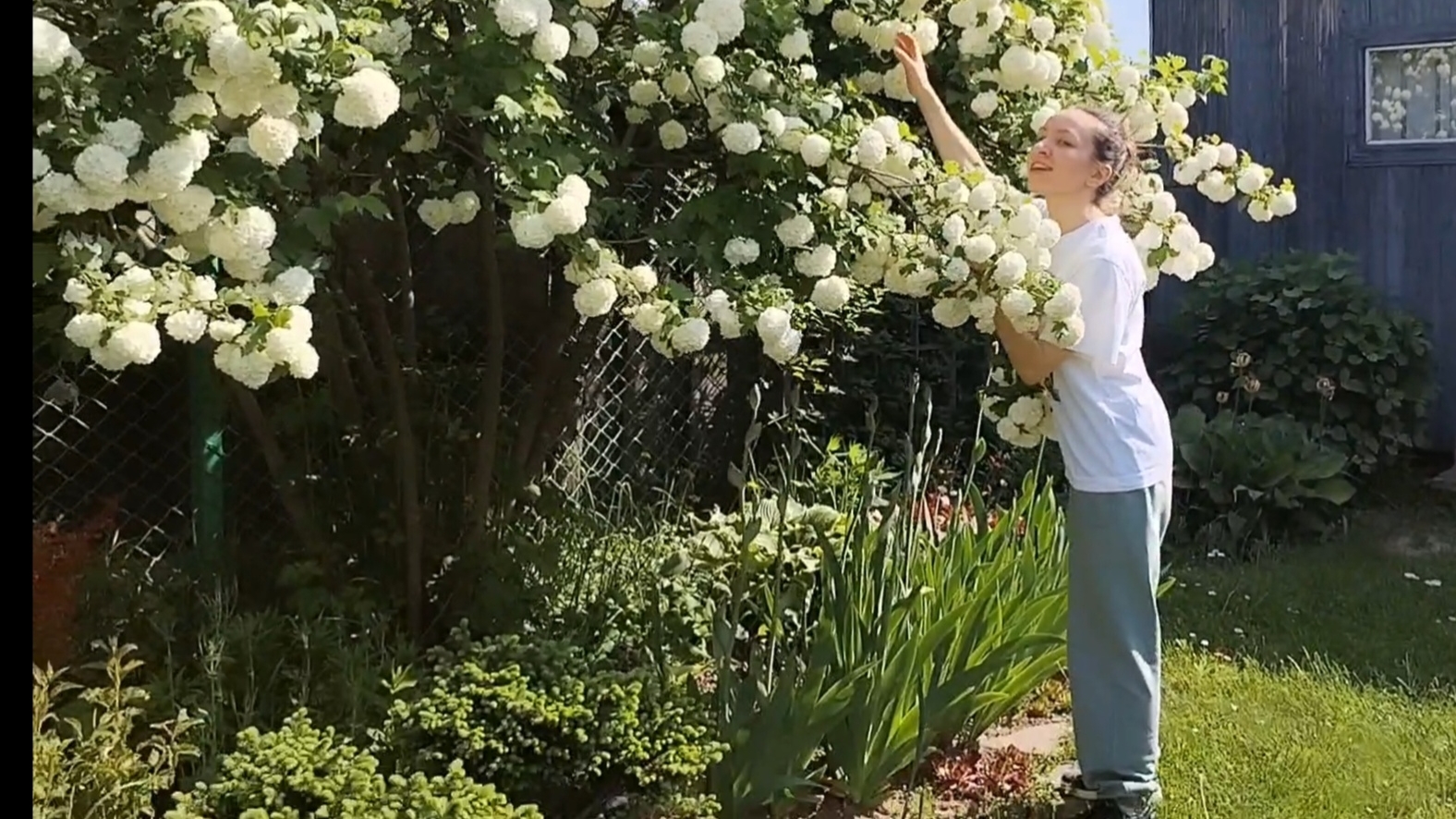 Калина - сегодня королева сада. Ирисы распускаются. Срочно, все поливать. Очень жарко. 01-06-2025 смотреть онлайн