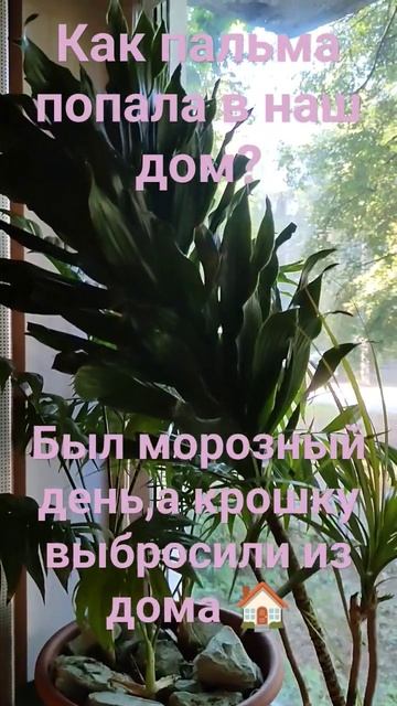 Пальме не нашлось места на чьем-то подоконнике и ее вы? смотреть онлайн