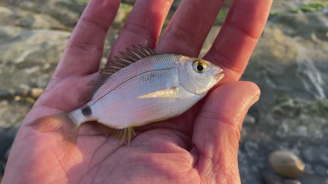 Плыви, братан смотреть онлайн