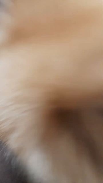 это двп миши смотреть онлайн