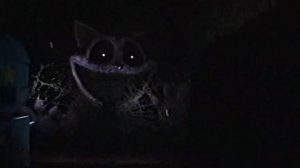 Эксперимент 1188 (Видеозапись Кота Дремота) / Русская оз?