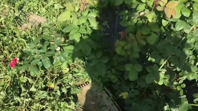 Роза парковая Барон Жиро де Лен смотреть онлайн