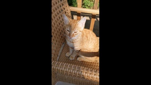 #shorts Рыжий котик.Турция .Отель Akka Antedon.#кот#рыжийкот#кор