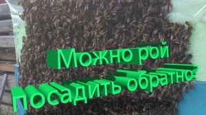 Можно ли посадить рой обратно? Ответ профессора Кашковского удивит!
