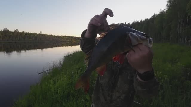 КРУПНЫЕ ОКУНИ НА ДИКОМ ЛЕСНОМ ОЗЕРЕ. ПОХОД В ТАЁЖНУЮ ГЛУХОМАНЬ смотреть онлайн