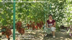 11. Плохое оплодотворение винограда- меры предотвращения осыпания цветков и завязей-Пузенко Наталья