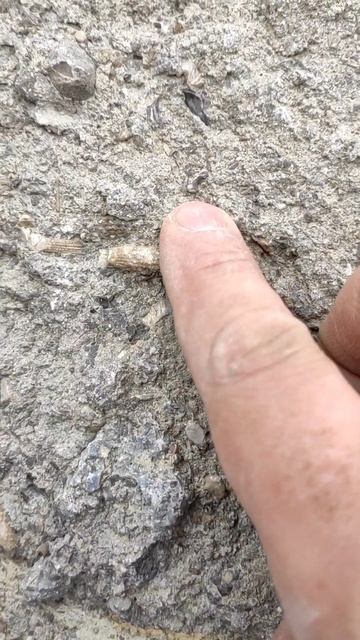 Иглы морских ежей, Юрский период, Крым смотреть онлайн