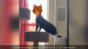 ➛Коты Воители - Мемы (ну или типо того)