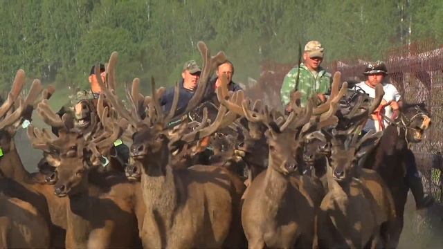 Обзорный фильм про Мараловодческое хозяйство и пантовые ванны в гостиничном комплексе "Золото Алтая