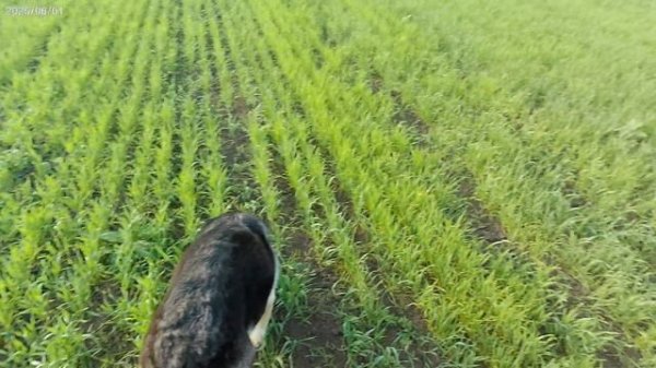 1.06.2025. След.