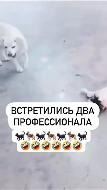 встретились два великих артиста.mp4