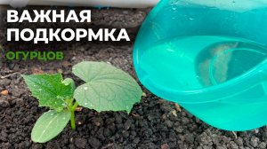 Первая ВАЖНАЯ ПОДКОРМКА ОГУРЦОВ, что внести для богатого урожая?