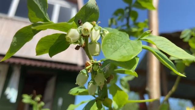 Ура! Голубика зацвела 31.05.2025 Торо