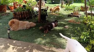 Лакомимся вкусностями, а Зайкин себя пеликаном сегодня почувствовал.