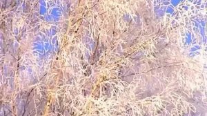 Ольга Дубова Родина моя