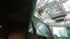 Московский зоопарк. Орангутанг на высоком потолке,держась руками, ловко передвигается по нему