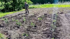 Дождались заморозков и высадили огород