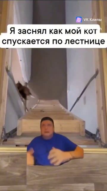Как мой кот спускается по лестнице смотреть онлайн