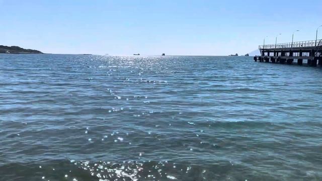 Лягушки-путешественники | Геленджик 2025