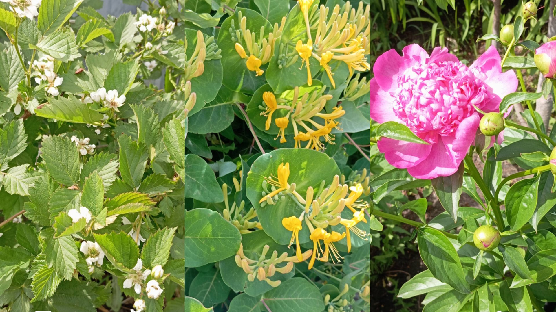 Летний привет из моего сада. смотреть онлайн