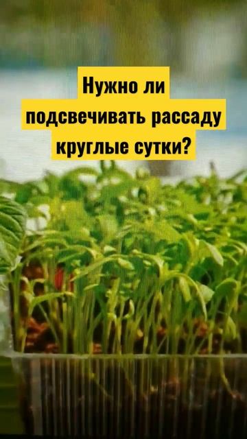 #огород #дача #сад Сколько подсвечивать рассаду лампой смотреть онлайн