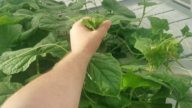 Производственные истории - Амблисейус свирскии на рассаде огурца