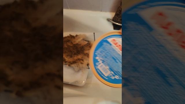 Как я стираю овечье руно.