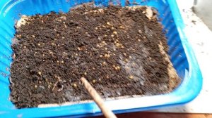 Разведение калифорнийских червей