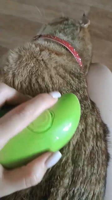 здесь могла бы быть ваша реклама 😃#шерстистостьпушис смотреть онлайн