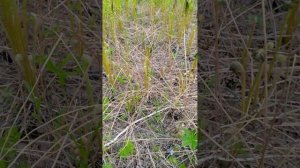 Волосатый папоротник, Сбор декоросов в тайге хабаровского края