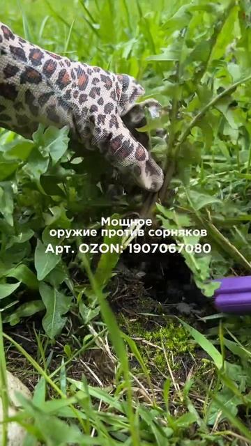 Корнеудалитель Nikoma Артикул OZON - 1907067080
Артикул WB - 278288433 смотреть онлайн